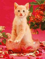 Рыжий котенок в пиале среди цветов