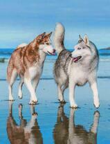 Две хаски на берегу моря