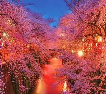 Ночные огни вдоль цветущего канала