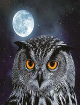 Серая сова и полнолуние