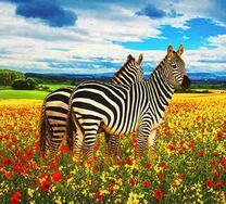 Две зебры в цветочном поле