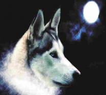 Белый волк на фоне полной луны