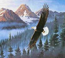 Белоголовый орлан над туманным лесом в горах