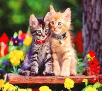 Котята с ошейниками среди ярких цветов