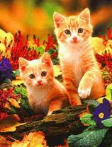 Рыжие котята среди цветов