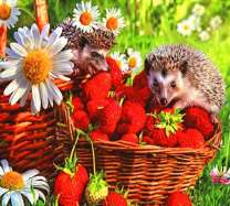 Ежики на корзине с клубникой