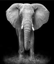 Слон на черном фоне