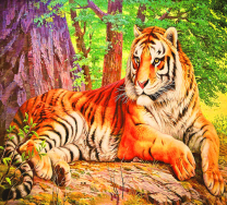 Суровый амурский тигр