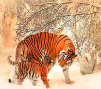 Тигрица с тигренков в заснеженном лесу