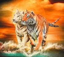 Белый и рыжий тигры у моря