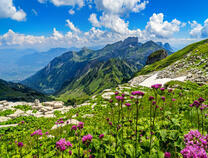 Неимоверный вид с горной поляны