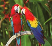 Двое попугаев Ара