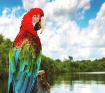 Попугай из тропиков