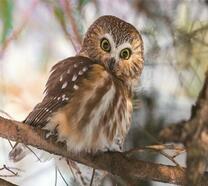 Сова с большими глазами