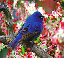 Синяя птица на фоне цветущей яблони