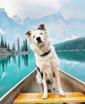 Смешной пёс в лодке среди озера