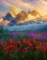 Цветочные долины в горах