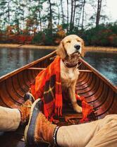 В одной лодке с верным псом