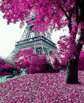 Розовый листопад в Париже