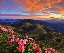 Розовые цветы на фоне горного пейзажа