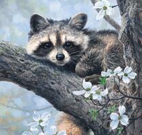 Енот идёт в пруд