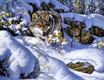 Серый волк на охоте