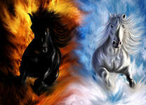 Белая и чёрная лошадь