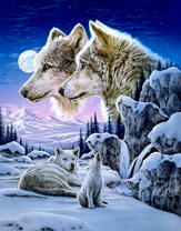 Белые волки на заснеженных горах