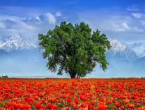 Дерево на маковом поле