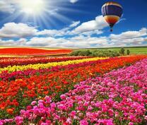 Воздушный шар над полем разноцветных тюльпанов