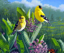 Яркие птички на цветах