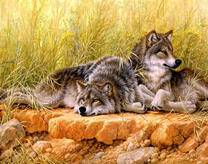 Серые волки на камне