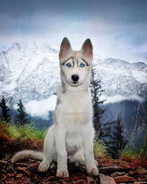 Пёс на вершине горы