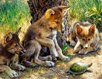 Волчата встретили черепаху