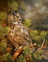 Сова на сосне