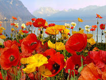 Поляна маков у горного озера