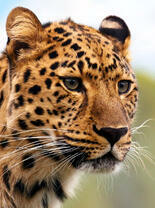 Красивый леопард крупным планом