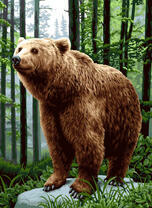 Большой бурый медведь в густом лесу