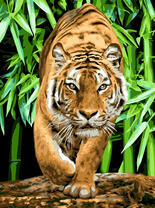 Крадущийся из бамбука тигр