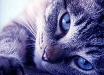 Пронзающий взгляд голубоглазой кошечки