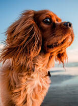 Красивый коричневый пекинес