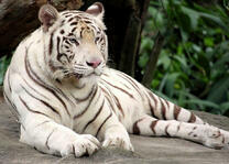 Белый тигр на фоне темного леса