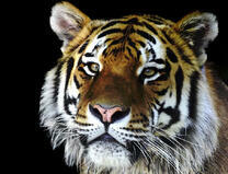 Пушистый молодой тигр