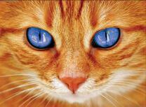 Пронзительный взгляд голубоглазого котика