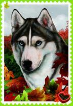 Лайка в осенней листве