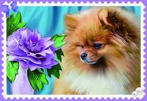 Шпиц и фиолетовый цветочек