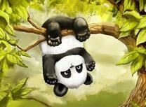 Маленький панда вниз головой на ветке