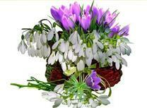 Нежные подснежники и тюльпаны в корзинке