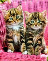 Полосатые котятки