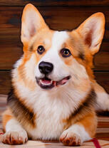 Красавец корги